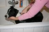 BAIN - BORDER COLLIE 004